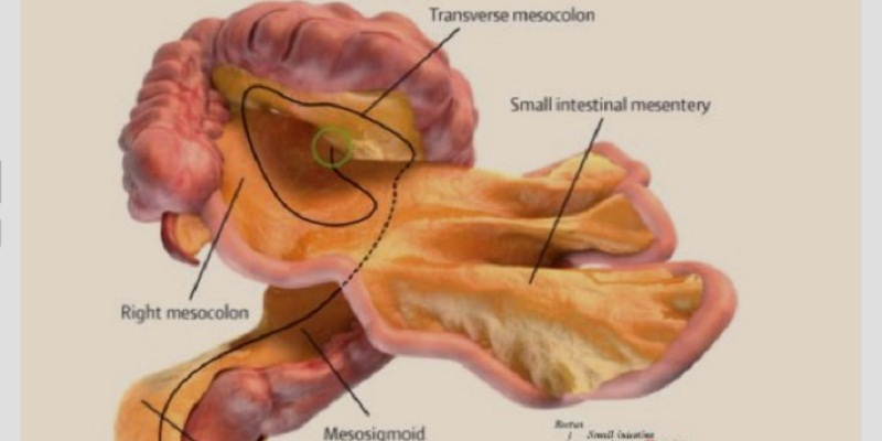 La scoperta di un nuovo organo del corpo umano: il mesentere