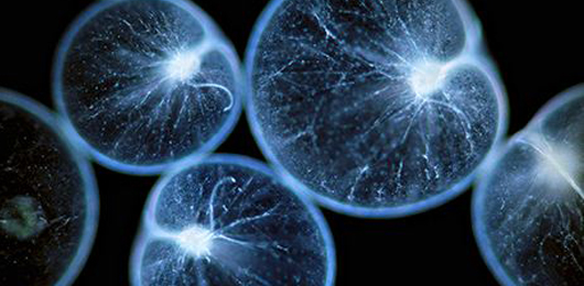 La bioluminescenza e il futuro dell’imaging