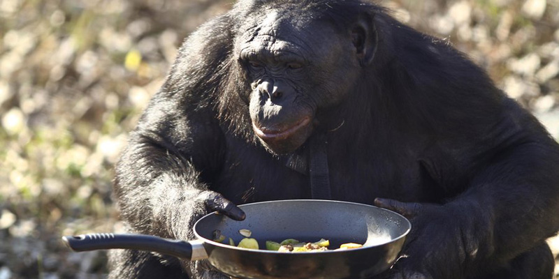 Gli scimpanzé potrebbero concorrere a Masterchef