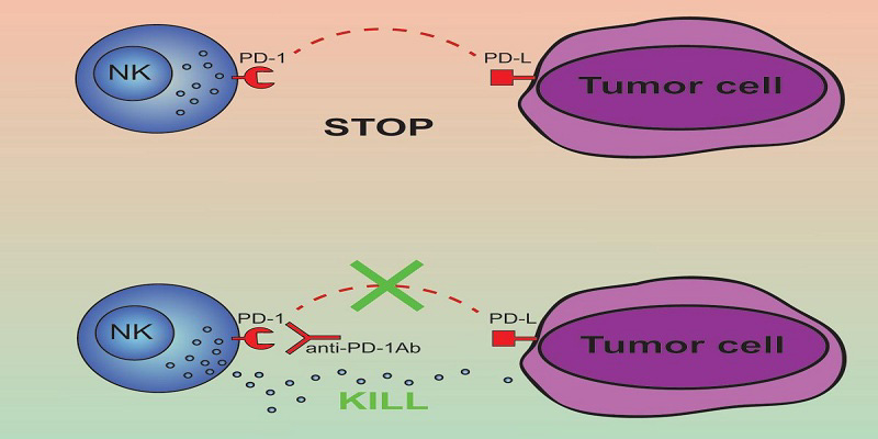 L’interruttore delle cellule killer - Treccani