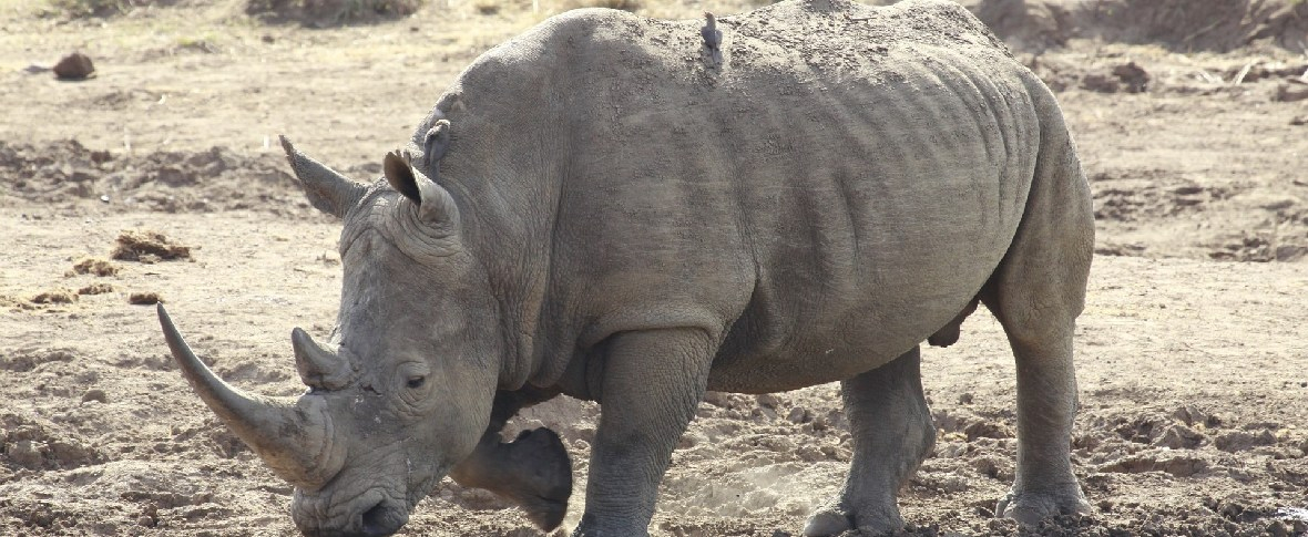 La rinascita del rinoceronte bianco