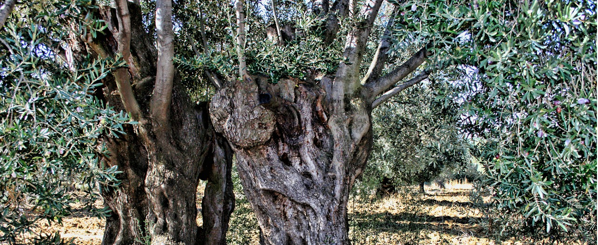 Divorare Il Cielo - Libro