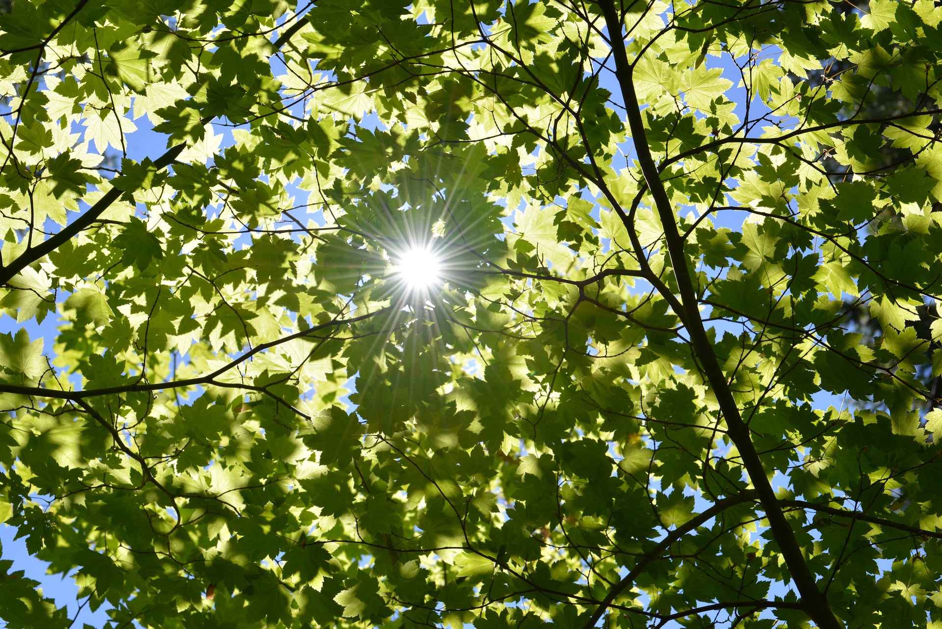 Seguendo il Sole: dalla fotosintesi alla fotochimica 